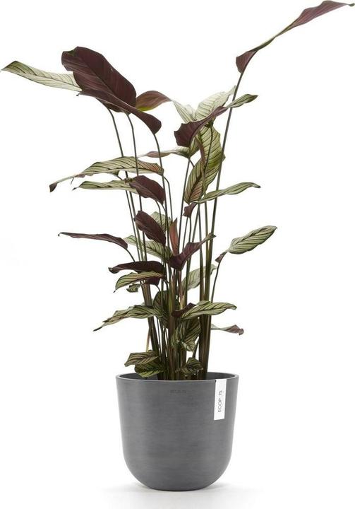 Actual product image Ecopots Oslo (25 x 21.80 cm)