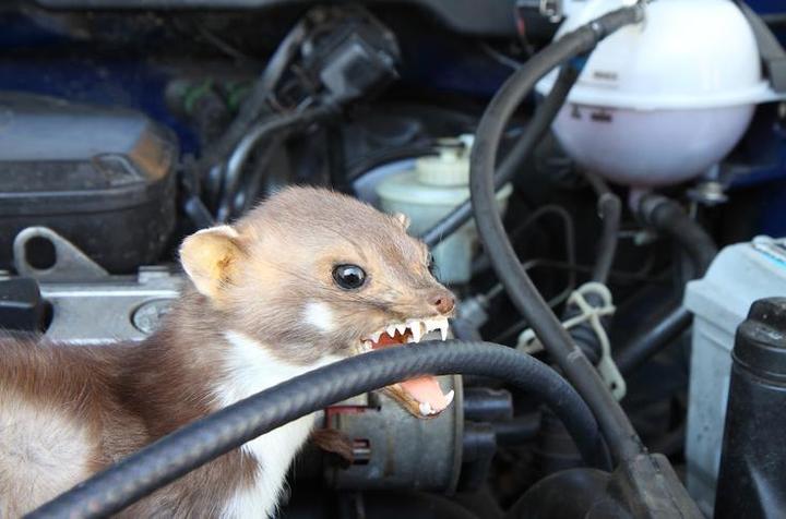 Produktbild Vanish Mobiler Mardervertreiber TVT-1