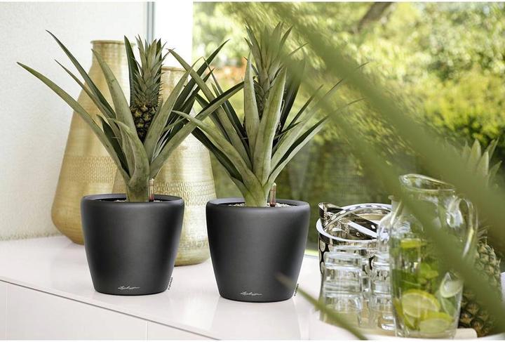 Produktbild Lechuza Classico 18 (18 x 17 cm)