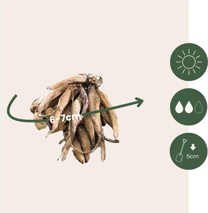 Immagine prodotto Plant in a Box Ranuncoli - set di 40 ranuncoli (40 cm)