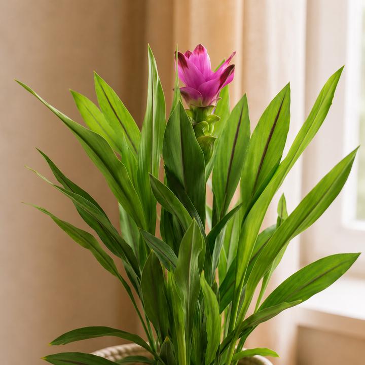 Produktbild Flowerbox Kurkuma - Curcuma (55 cm)