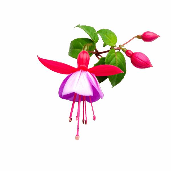 Actual product image Bügelbilder Beautiful bell-shaped flower iron-on pattern (1 pcs., 15 x 15 cm)