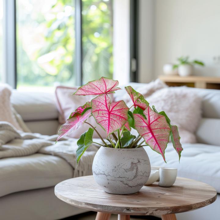 Actual product image Plant in a Box Caladium Sweetheart - (25 cm)
