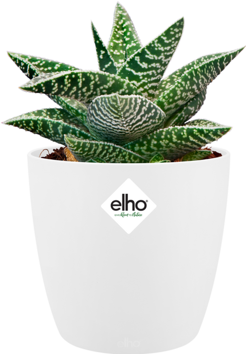 Actual product image Elho Brussels (10 cm)