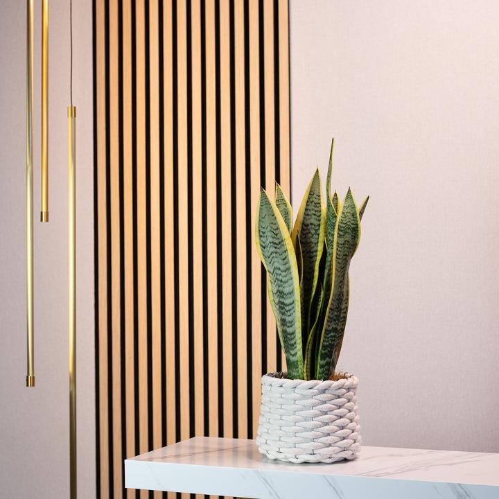Produktbild Flowerbox Bogenhanf - Sansevieria trifasciata Laurentii (45 cm)