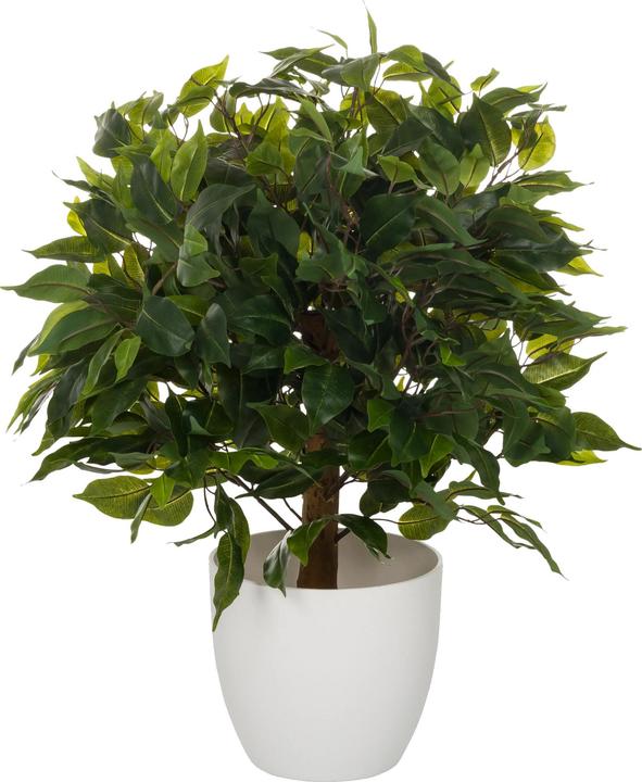 Hjh Office Ficus Ii (65 cm)