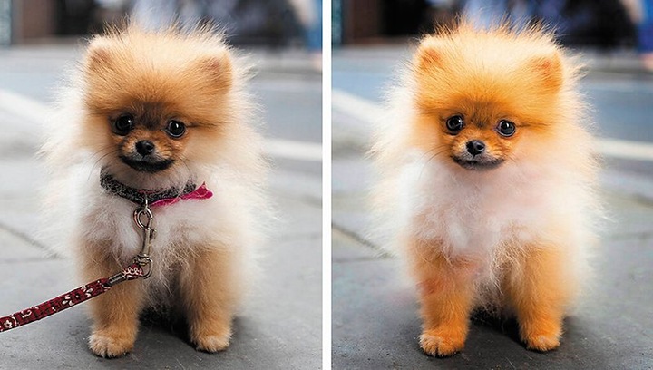 Produktbild Adobe Photoshop Elements 2022 (1 User, unbegrenzt)