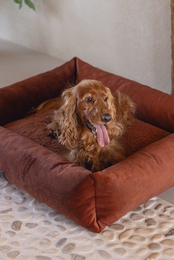 Immagine prodotto Designed by Lotte Divano letto a coste (Cane)
