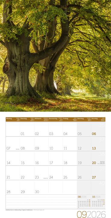 Image du produit Bäume Kalender 2026 - 30x30 (30 x 30 cm, Couverture rigide, Français, Anglais, Allemand, Italien)