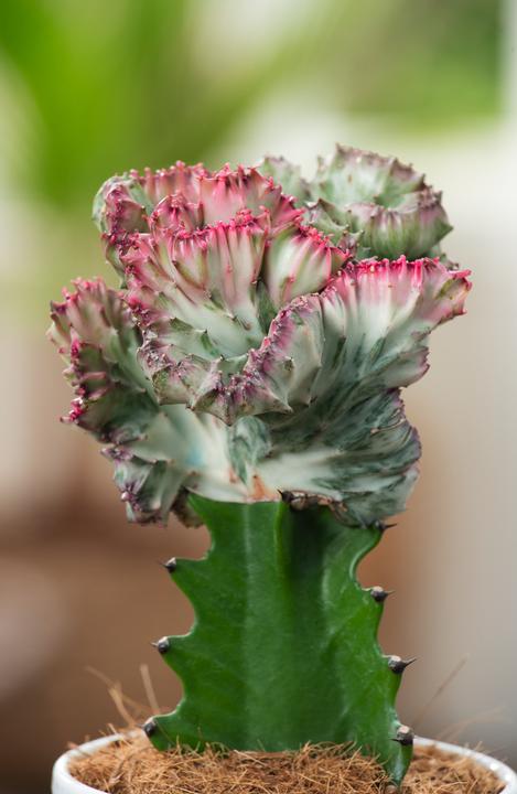 Produktbild Plant in a Box Euphorbia Lactea Cristata, Euphorbia Lactea Frankii - 2er Mischung Sukkulenten (25 cm)