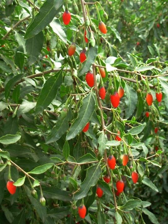 Produktbild Tropica Tibet Goji Beere (Keimlinge)
