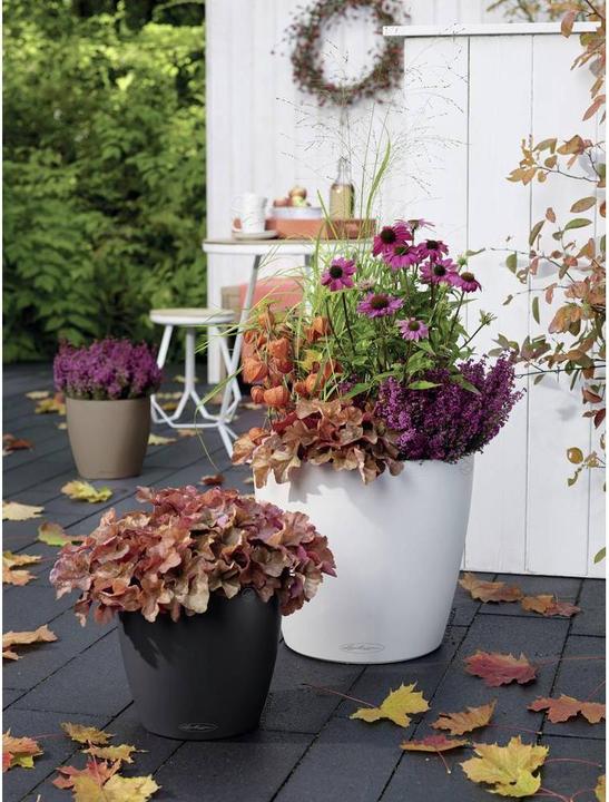 Immagine prodotto Lechuza Classico Color (27.50 cm)