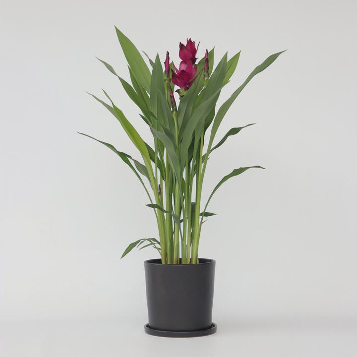 Produktbild Plant in a Box Curcuma alismatifolia - Kurkuma (80 cm)