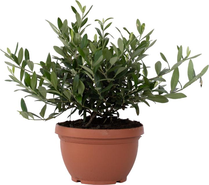 Immagine prodotto Plant in a Box Olea Europaea - Bonsai di olivo in ciotola (40 cm)
