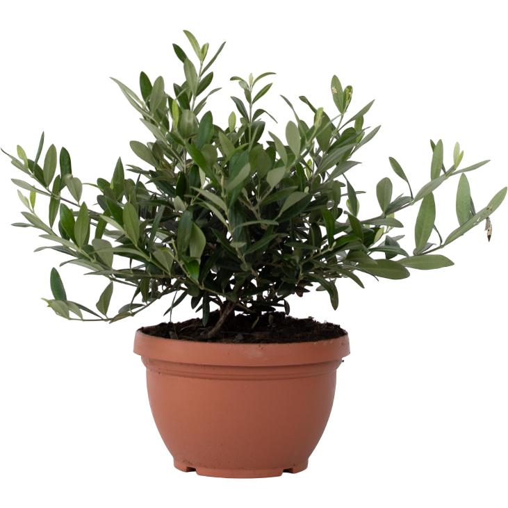 Plant in a Box, Pflanzen, Olea Europaea - Olivenbaum Bonsai in Schale (40 cm)