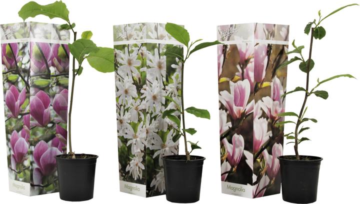Image du produit Plant in a Box Magnolia susan, soulangeana, stellata - 3er Set Magnolie (25 cm)