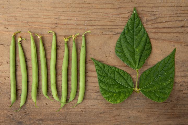 Produktbild Zollinger Bio Buschbohne, Wunderfein Selektion Z