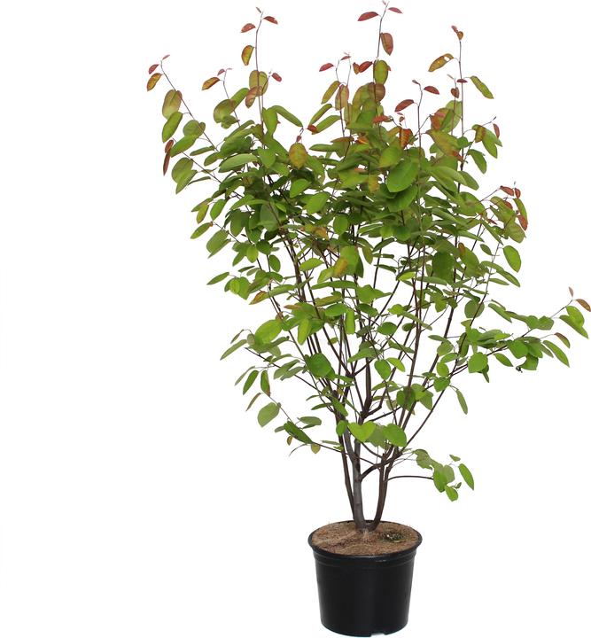 Immagine prodotto Zulauf Kupfer-Felsenbirne / Amelanchier lamarckii (70 cm)
