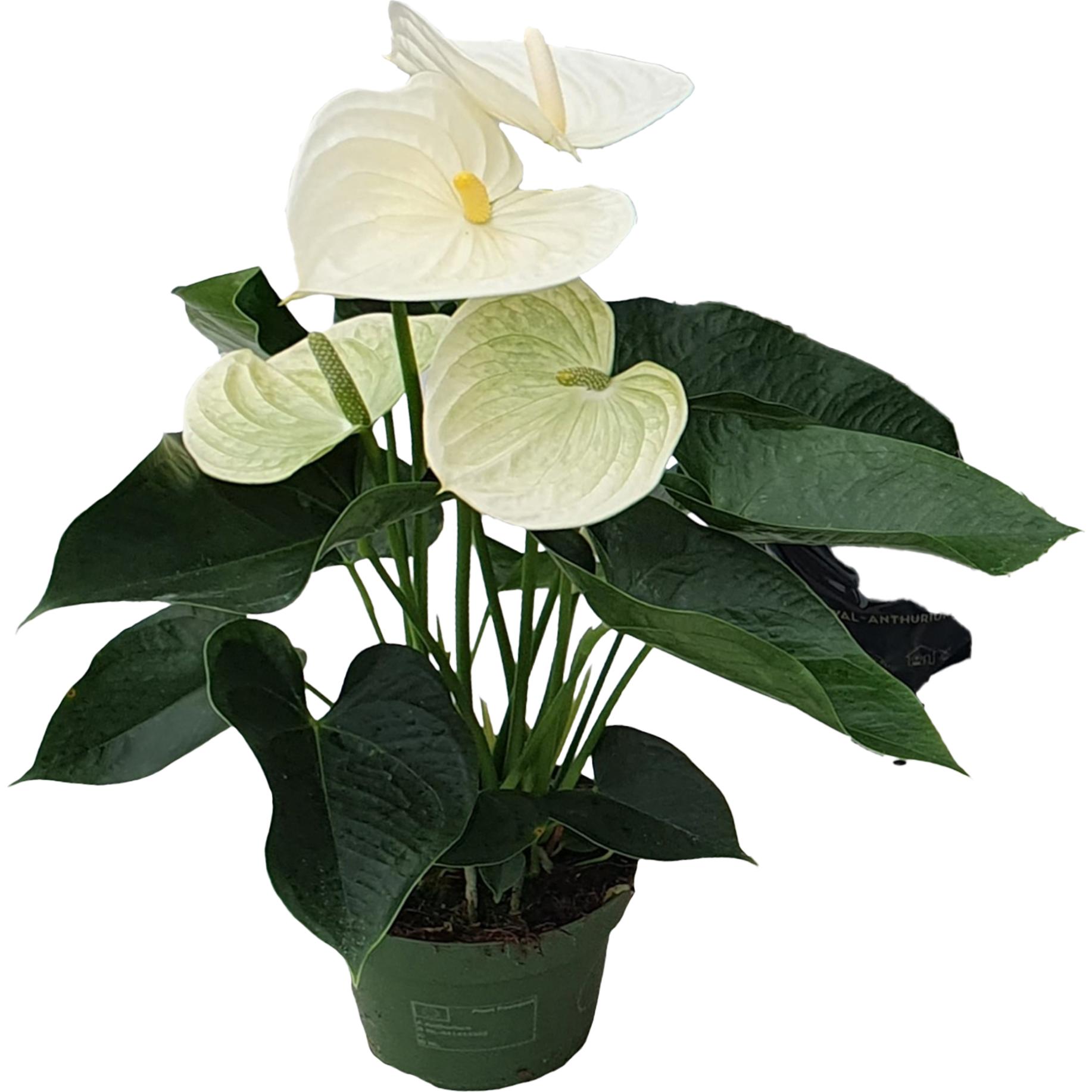 Plant in a Box, Pflanzen, Anthurium 'Alpine White" - (40 cm)