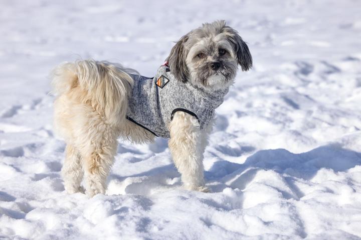 Immagine prodotto Beeztees Celia (36, Maglione per cani)