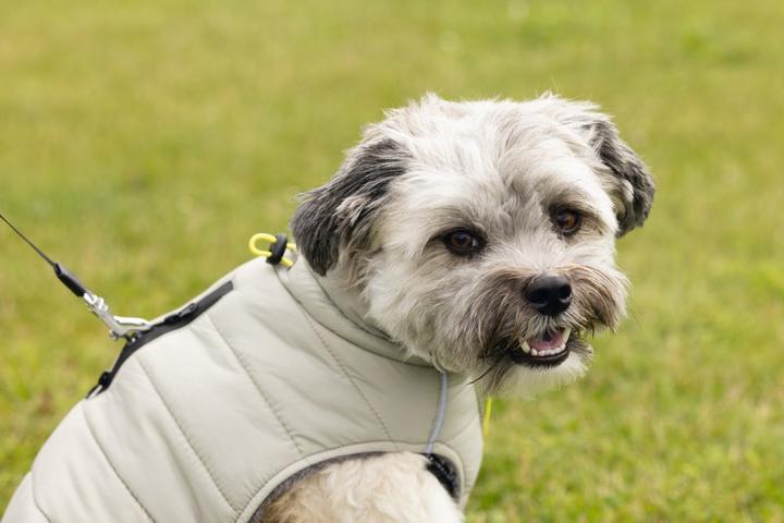 Produktbild Beeztees Hundemantel Bobby (32, Hundemantel)