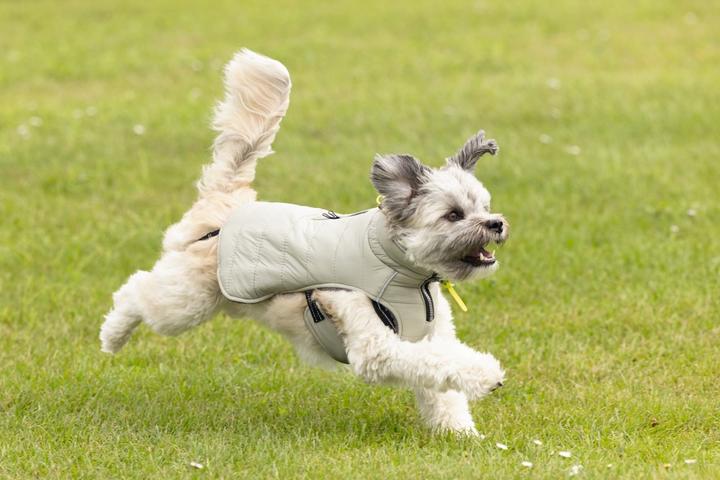 Produktbild Beeztees Hundemantel Bobby (32, Hundemantel)