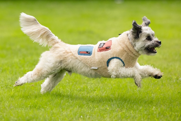 Produktbild Beeztees Hundemantel Teddy (L, Hundepullover)