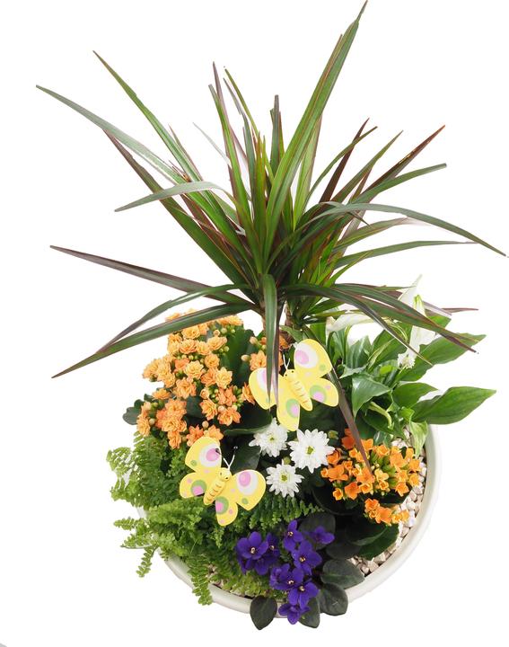 Immagine prodotto Migros Ostschweiz Fioriera grande piantata (46 cm)