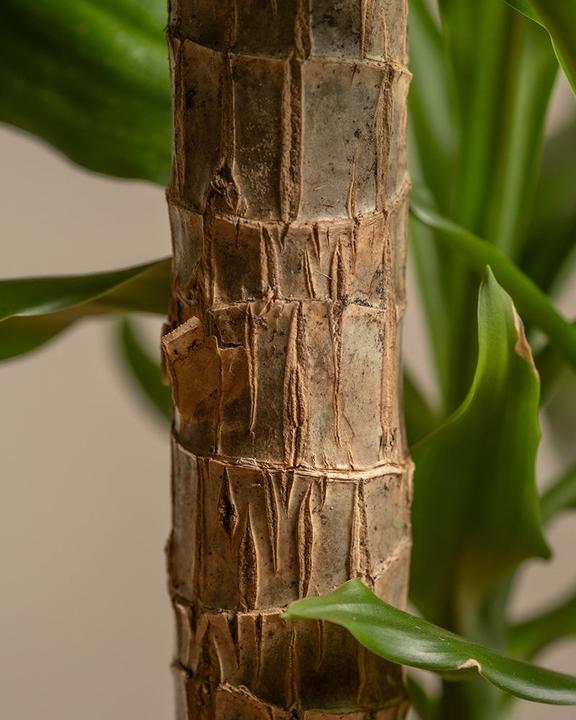 Image du produit feey Grosser Drachenbaum (80 cm, Fraîchement rempotés)