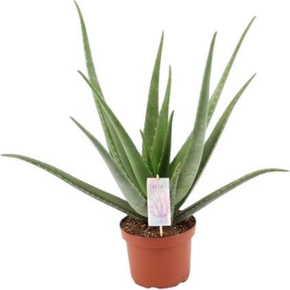 Actual product image Plantlovers Aloe Vera (Echte Aloe) (60 cm, Freshly repotted)