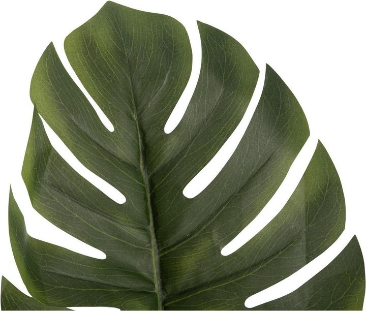 Actual product image present time Monstera Stem (61 cm)