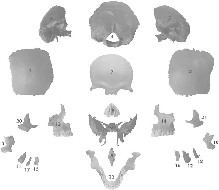 Immagine prodotto Cranstein Scientific 22-teiliges anatomisches Schädelmodell A-217