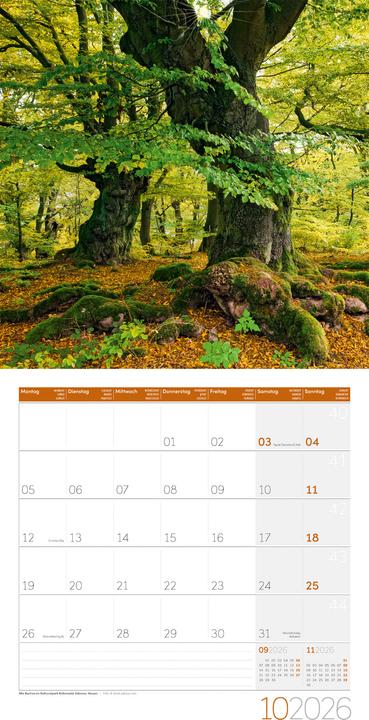 Produktbild Naturwunder Deutschland Kalender 2026 - 30x30