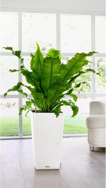 Immagine prodotto Lechuza Cubico Cottage (29.50 cm)