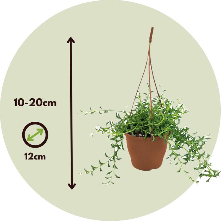 Produktbild Plant in a Box Senecio peregrinus - Delfinpflanze (10 cm)