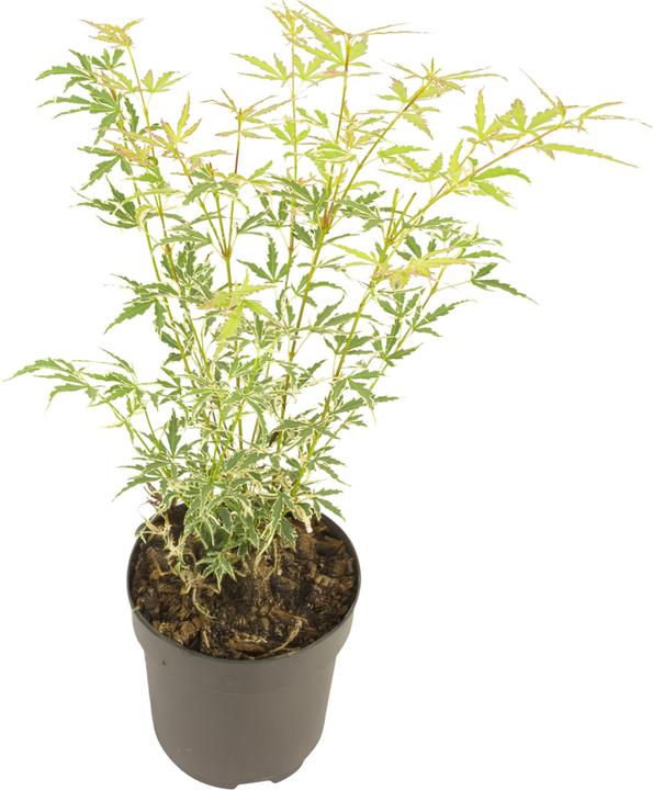 senecio variegata Senecio rowleyanus 'Variegata' – Secret Garden Plant Shop main image 0