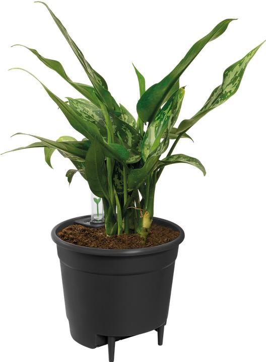 Produktbild Elho Selbstbewässerungssysteme