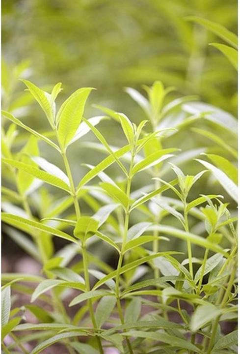 Immagine prodotto Institut Karité Sapone liquido di Marsiglia al limone e verbena (Sapone liquido, 1000 ml)