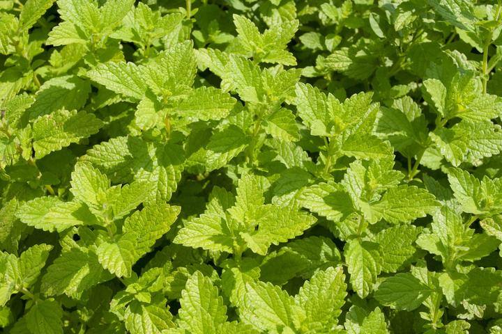 Actual product image Living Seeds Lemon balm (Plant seeds)