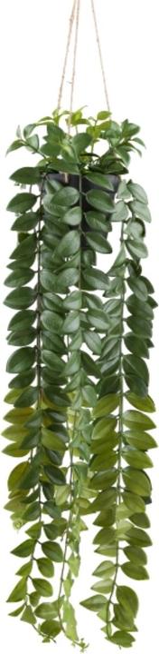 Gasper Columnea Hänger