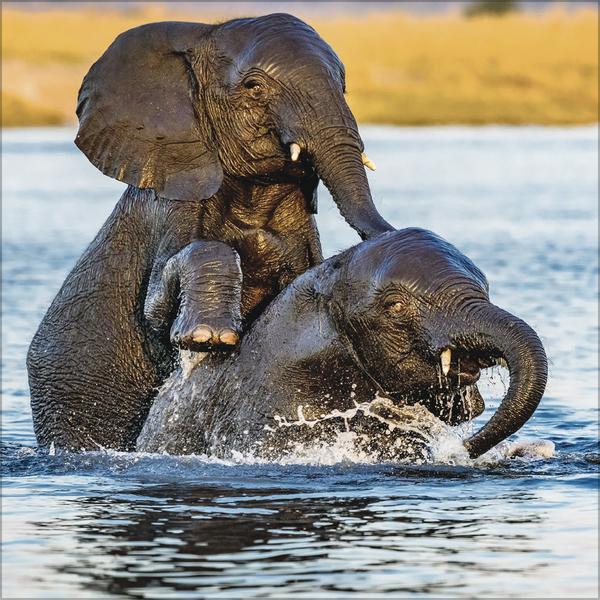 Image du produit Elefanten2026 (30 x 30 cm)