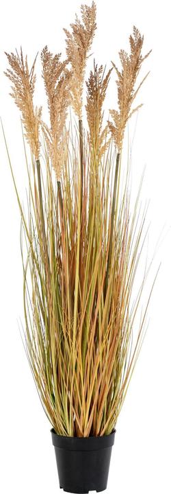 House Nordic Sorghum grass (110 cm)