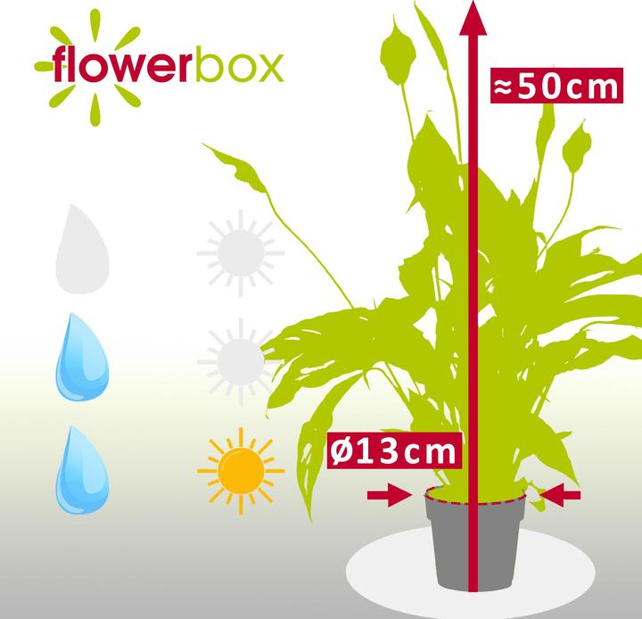 Actual product image Flowerbox Einblatt - Spathiphyllum (50 cm)