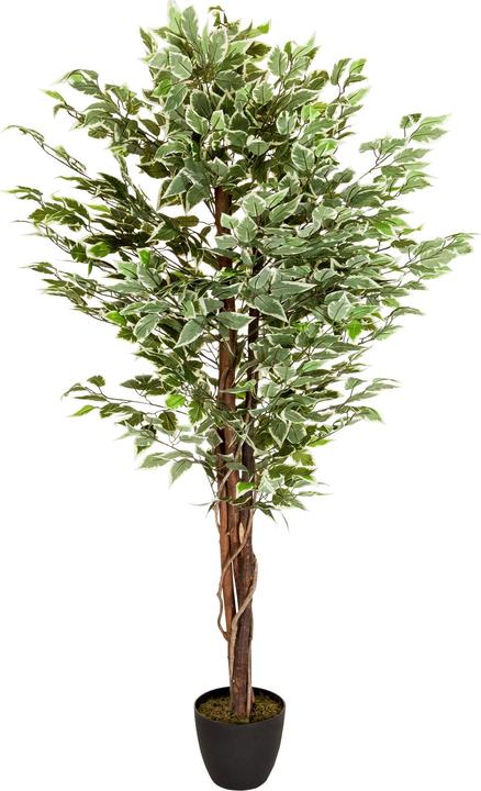 Produktbild Hjh Office Ficus (165 cm)