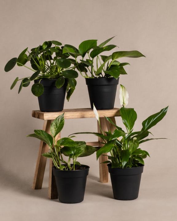 feey Schnellwachsendes Pflanzen-Set (15 cm, Freshly repotted)