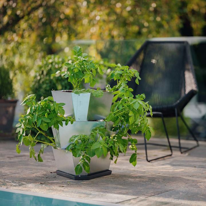 Actual product image Gusta Garden PAUL POTATO Starter Coaster