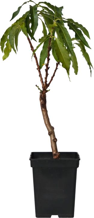 Image du produit Plant in a Box Prunus 'Bonanza' - Pêcher (60 cm)