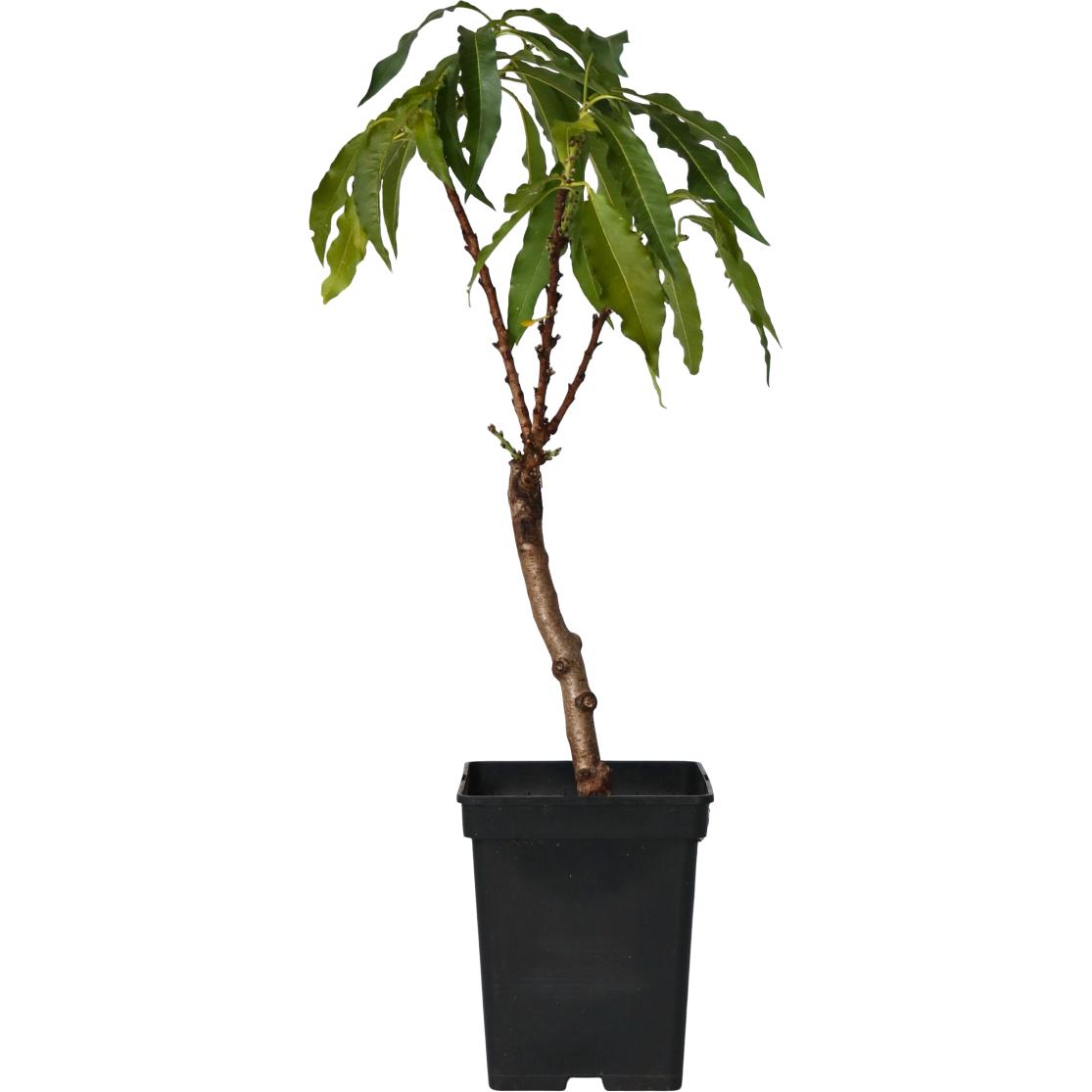 Plant in a Box, Pflanzen, Prunus 'Bonanza' - Pfirsichbaum (60 cm)