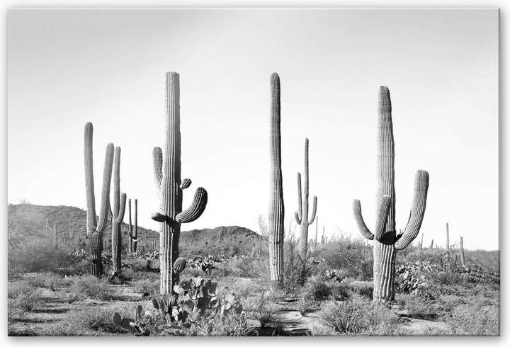 Image du produit Trenddeko Cactus dans le désert (60 x 40 cm)