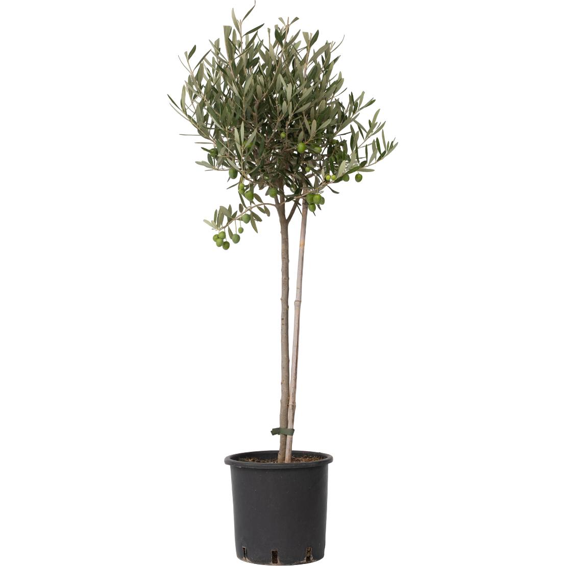 Plant in a Box, Pflanzen, Olea Europaea - Olivenbaum (80 cm)